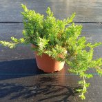 Borievka pobrežná (Juniperus conferta) ´BLUE PACIFIC´ – výška 20-30 cm, kont. C3L
